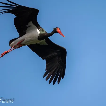 Haus Schönblick Apartment *